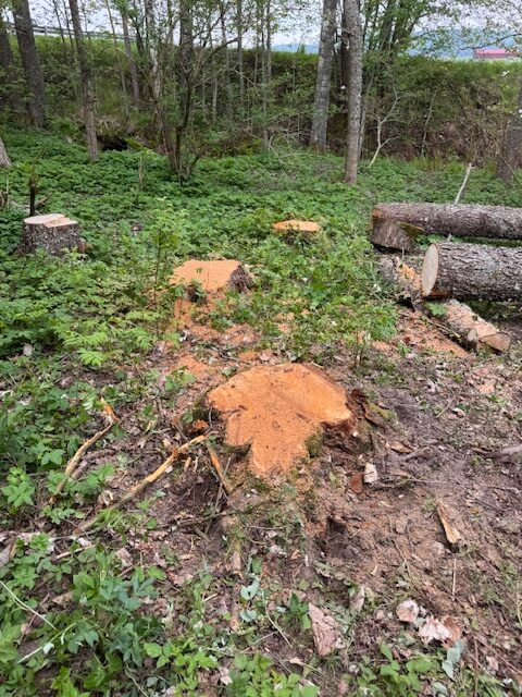 stubbfräsning karlstad